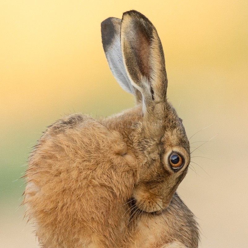 Amber Eye SD253 - Greeting Cards