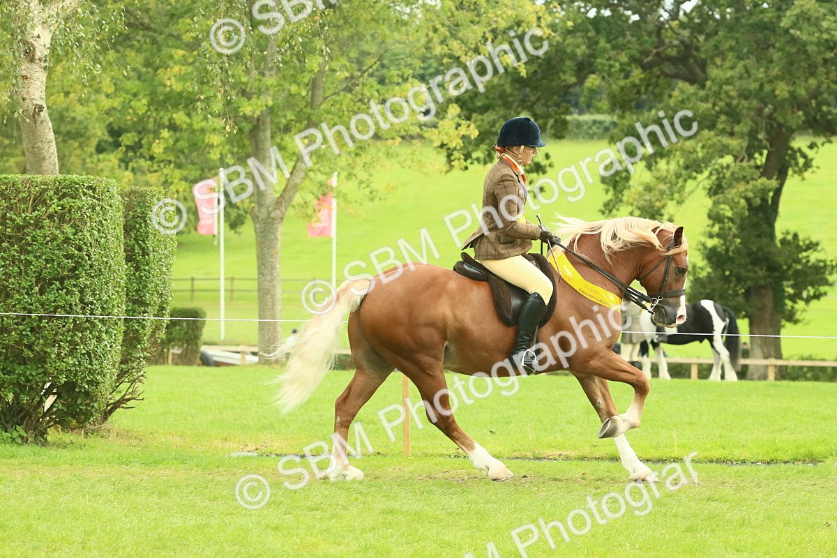 SBM_75031 - Ridden Pony Supreme Championship