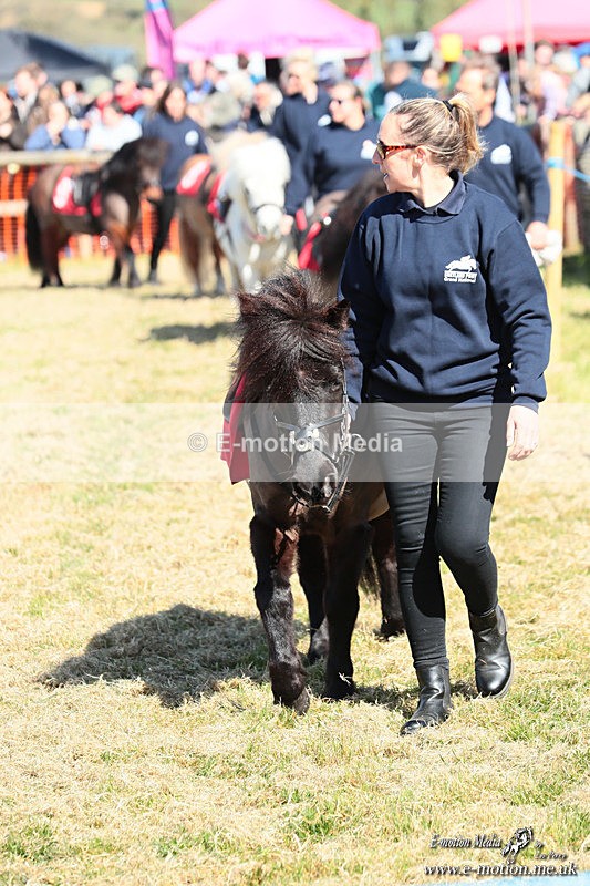 Shet 060426 33 - Shetland Pony Racing Paxford Races Easter Mon 06/04/26