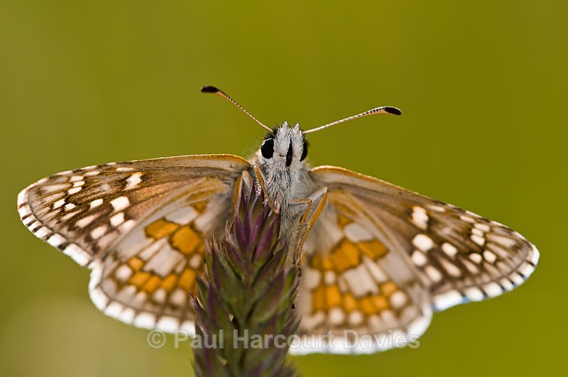 Safflower Skipper (Pyrgus carthami) - Bugs: Butterflies