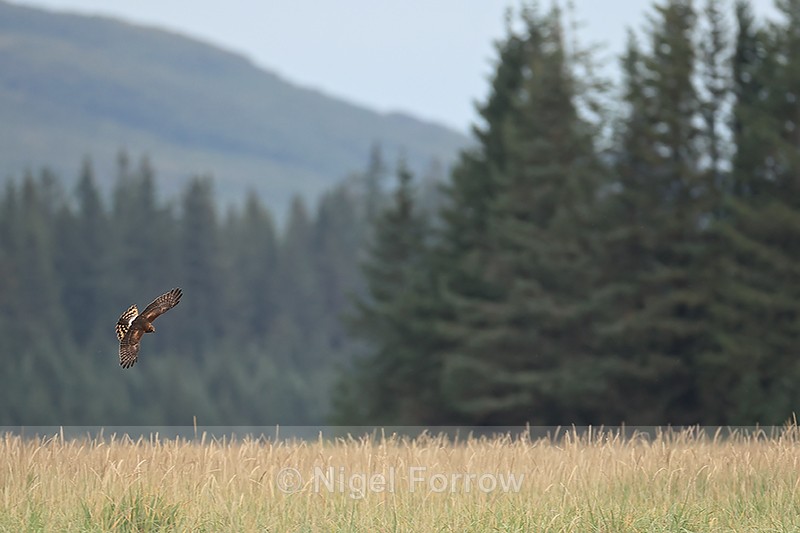 Northern Harrier hunting over long grass, Silver Salmon Creek, Alaska - Northern Harrier