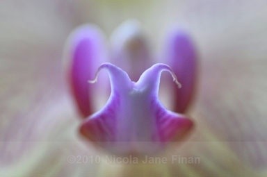 108bjpg - Flowers and Nature