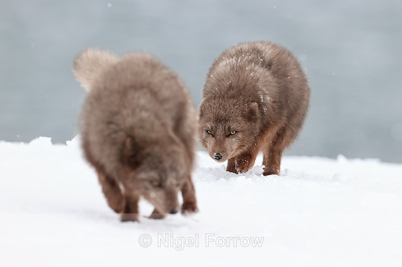 Arctic Fox creeps up slowly on another, Hornstrandir, Iceland - Arctic Fox
