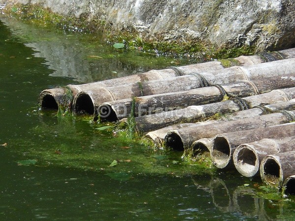 Bamboo, Kyoto Garden, Holland Park - Fine Art