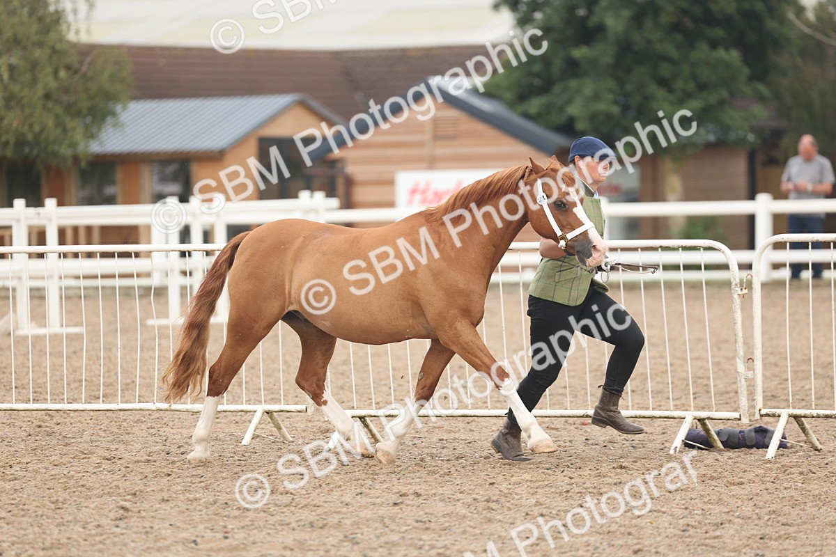 SBM_08476 - Class 29 - IH Veteran Pony