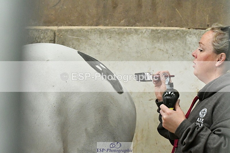 230804A-095328-01528 - Stable Shots