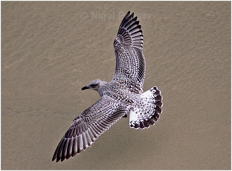 Herring Gull - Gulls