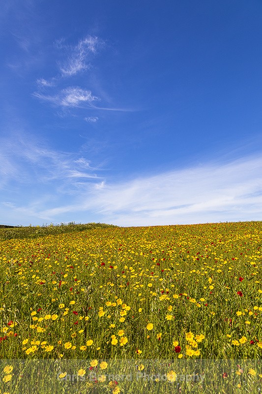  - West Pentire Poppies