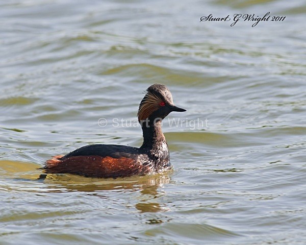 150 - Waterfowl