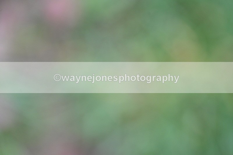 WJ7_0044 - Line 1 cam A