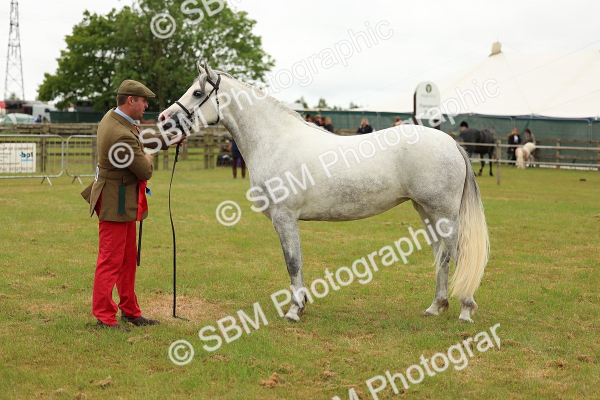 SBM_04285 - Class 64-67 - Shetland Pony In Hand