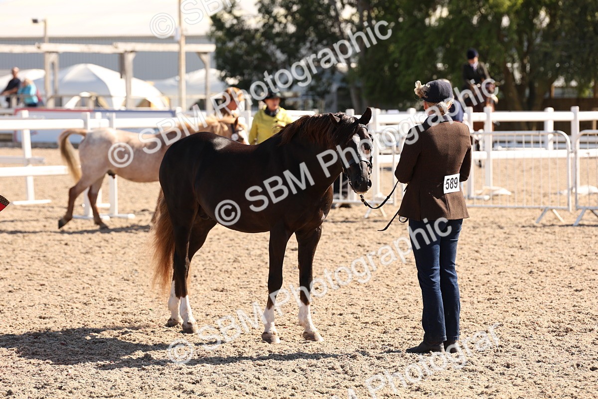 SBM_13881 - Class 205 - IH Show Pony - Show Hunter Pony