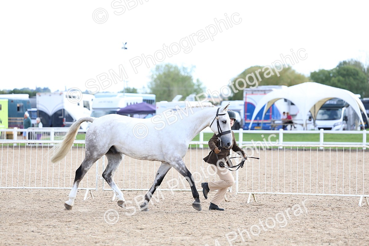 SBM_18689 - Class 317 - IH Pure Bred Horse-Pony