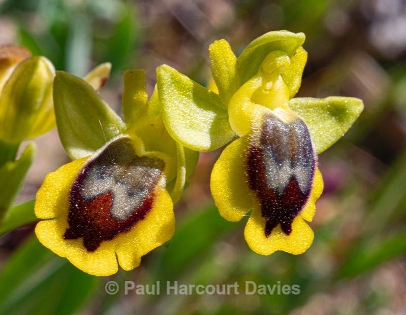 Corsican Ophrys (Ophrys corsica)  - Gargano - Wild Orchids