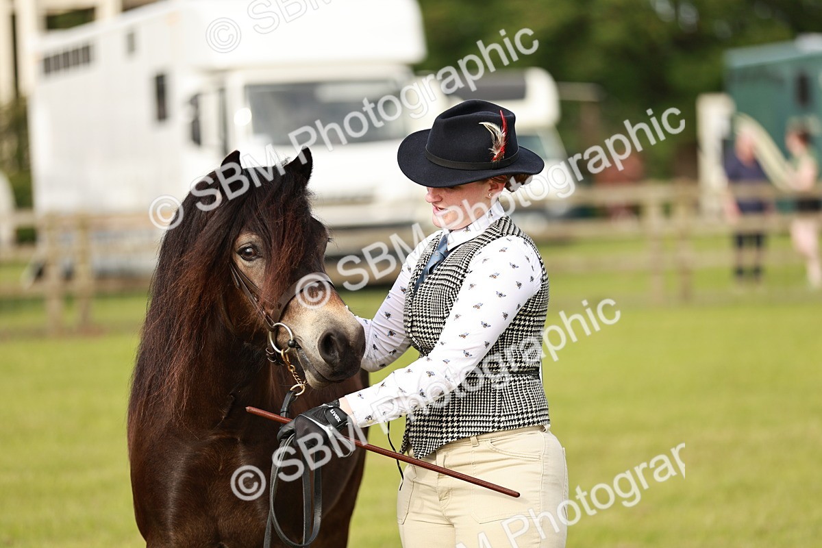 SBM_00401 - Class 14-23 - Mountain & Moorland In Hand Non Welsh