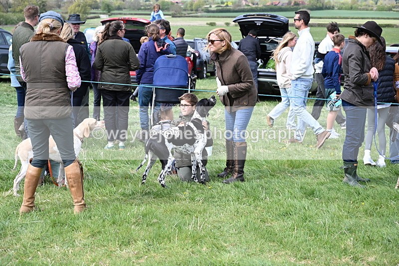 WJ6_8729 - Class 8 Best Working / Gun Dog or Bitch