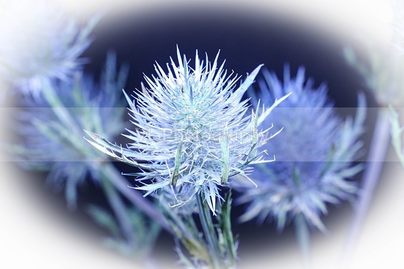 Purple - Plants and Trees