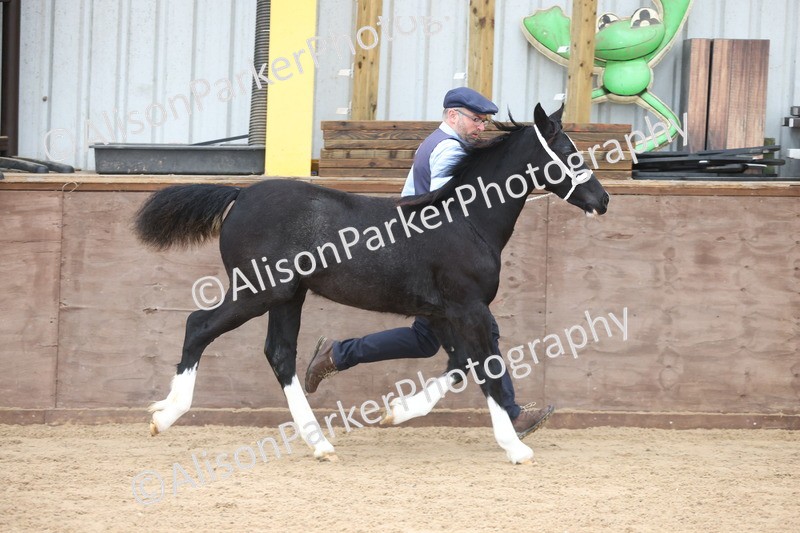 20251109-0784 - Class 24 - Foals