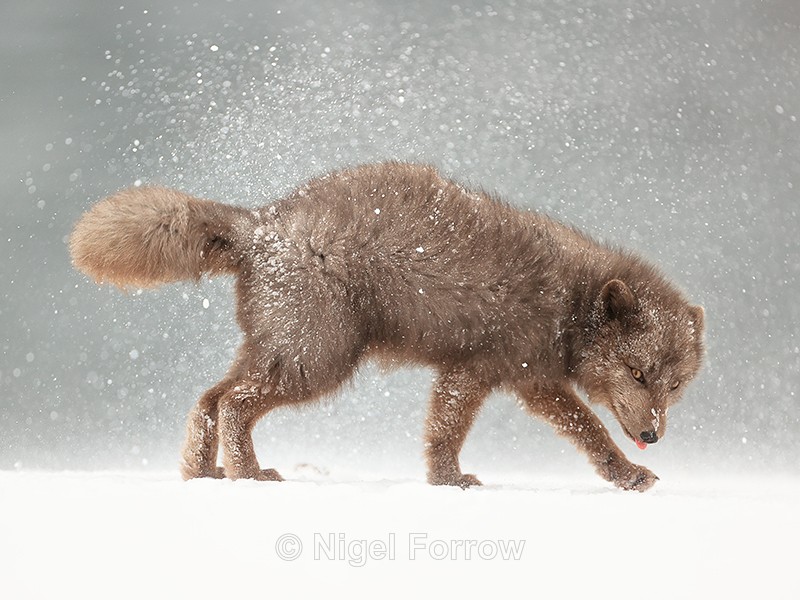Arctic Fox snow shake side view (frame 3), Hornstrandir, Iceland - Arctic Fox