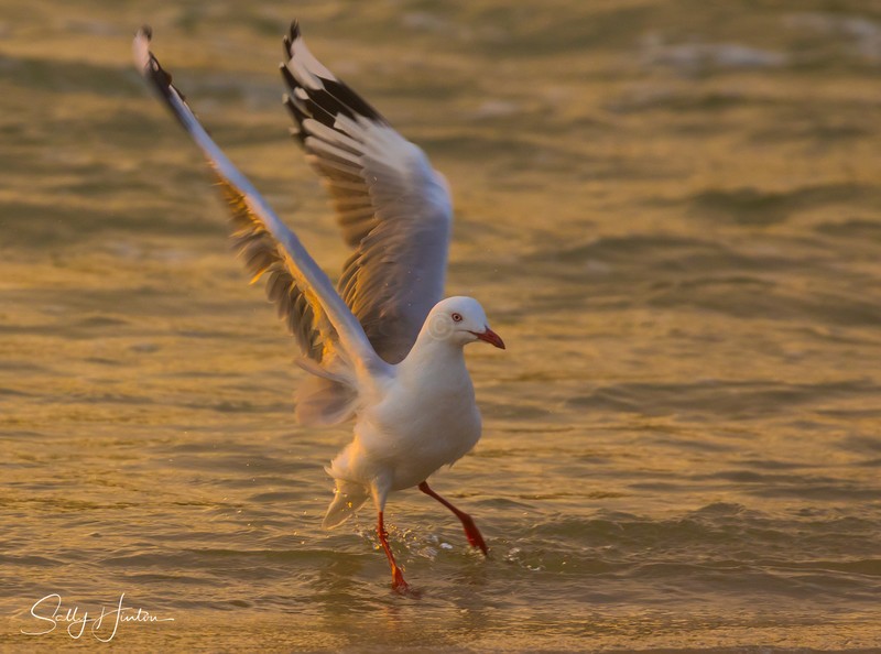 Gull Golden Dance 7