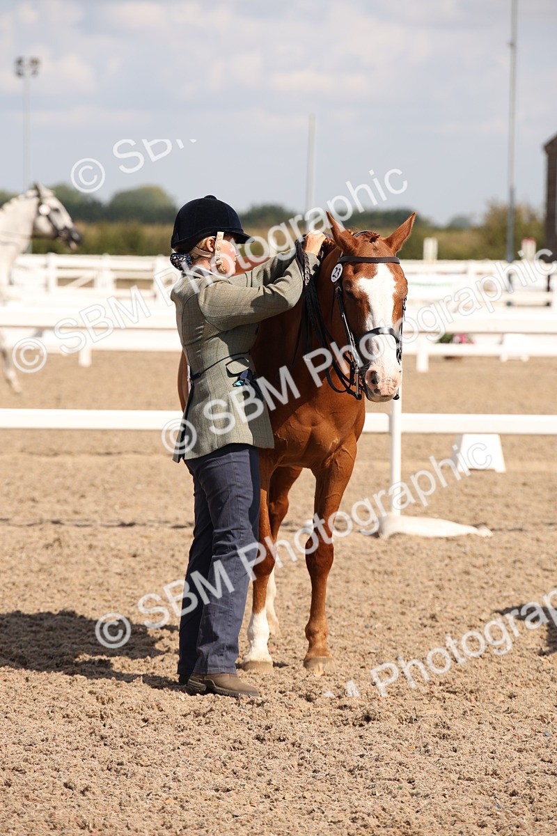 SBM_03400 - Class 18 Handsomest Gelding (IH or Ridden)