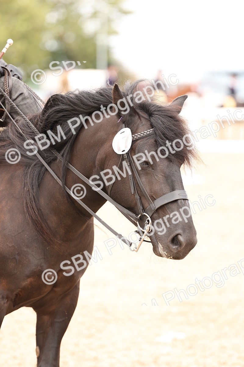 SBM_16426 - Class 211 - Best Side Saddle Horse - Pony