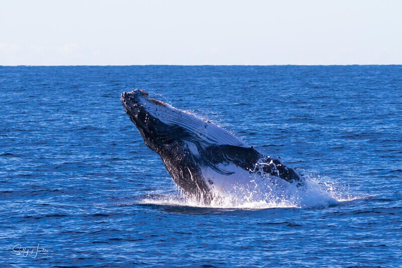 0A3A0092 - 2024 Whale Photos
