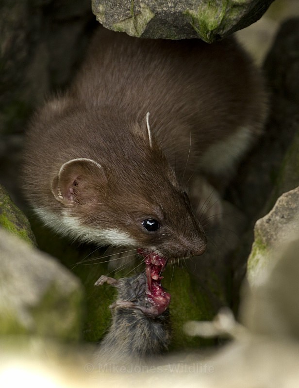 Stoat Kit. Conwy, ref st 10 - STOATS (KITS)