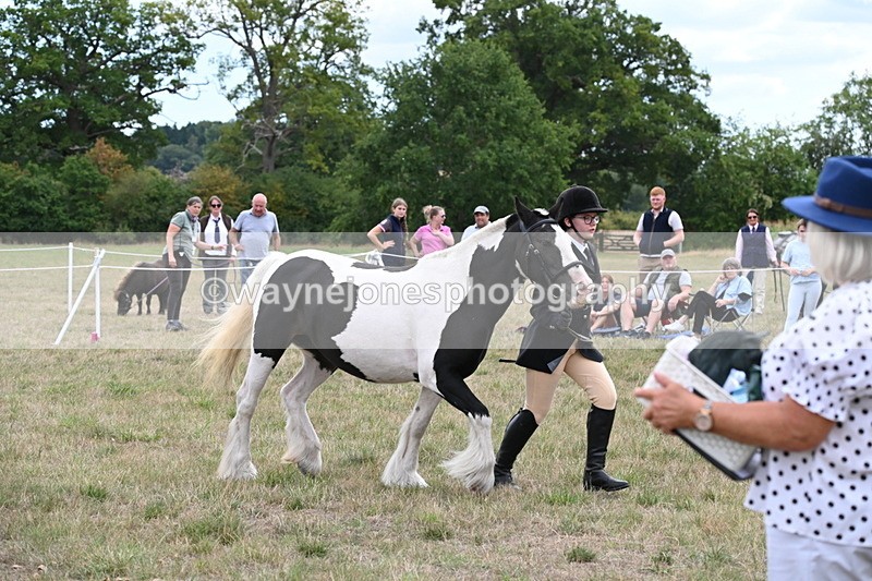 WJ6_5724 - Class 18 In-hand Coloured