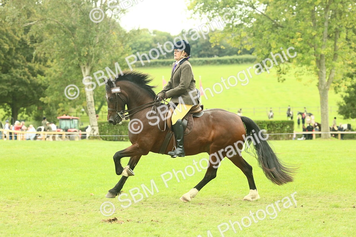 SBM_72002 - S60 - Mountain & Moorland Ridden Large Breeds