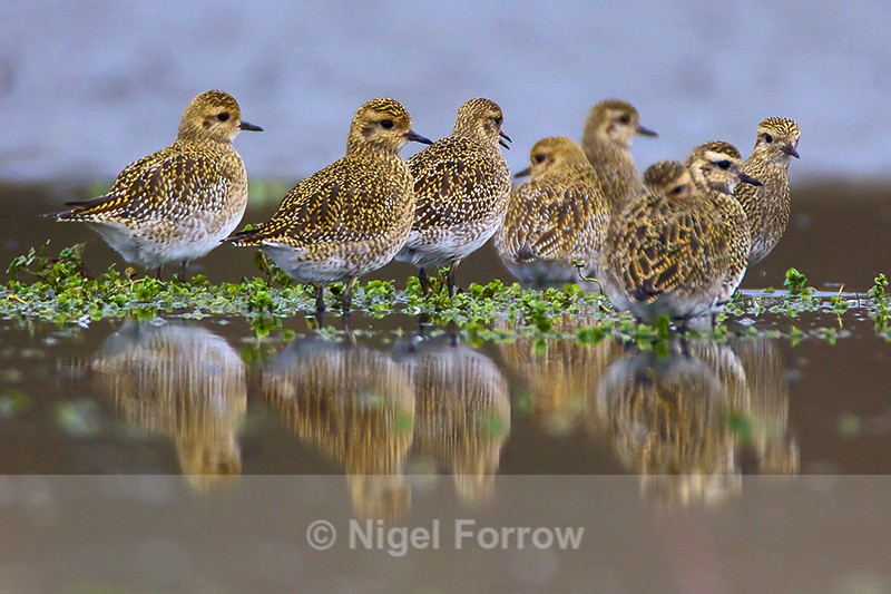 Golden Plover reflection - Golden Plover