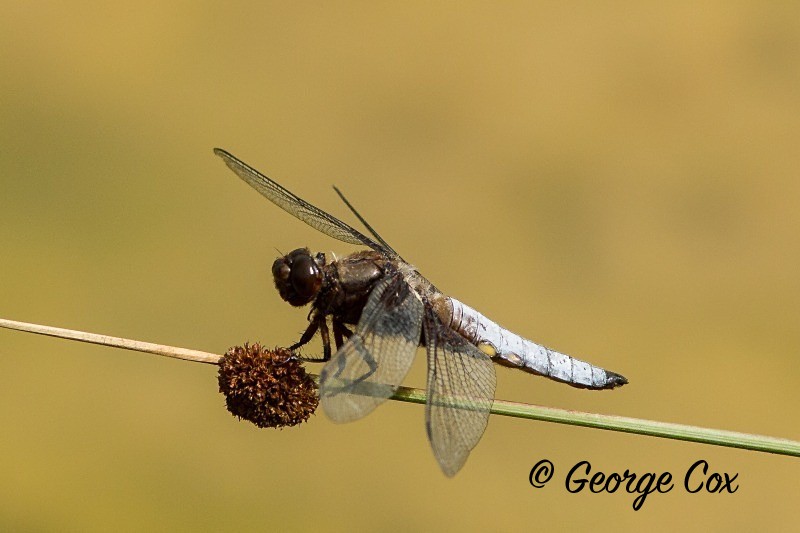 Black Tailed Skimmer - Dragonflies