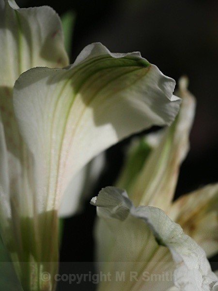 White Tuba - MACRO & CLOSE UPS 2