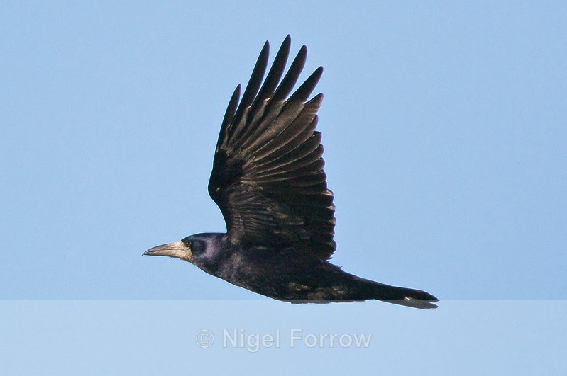Flying Rook - Rook