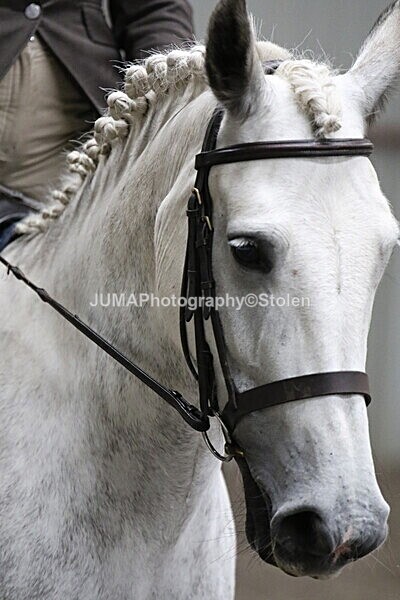 SIAL5150 - CAbin Dressage 5th july 2025