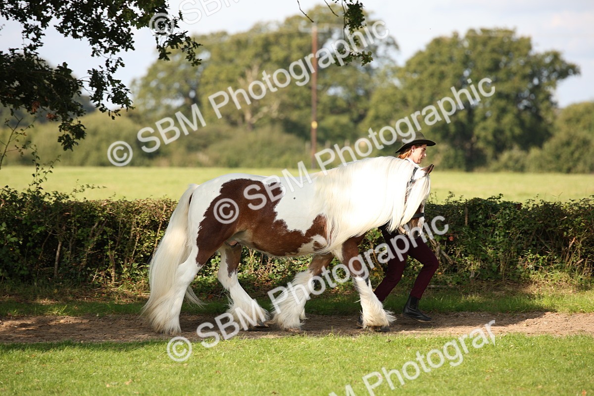 SBM_62207 - S55 - Traditional Cob In Hand