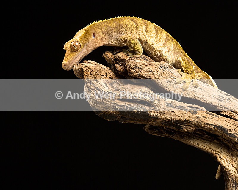 20140325-3K8A9361 - Lizards