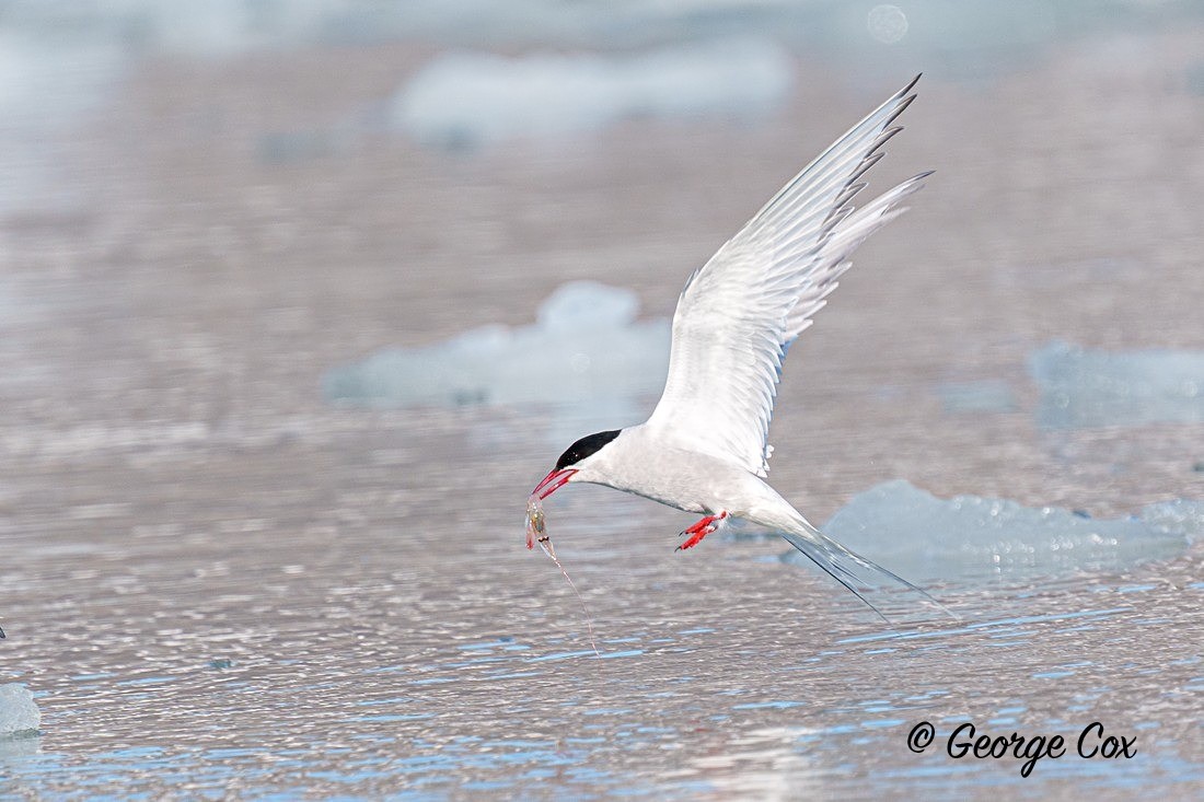 Arctic Tern with a Prawn - Svalbard - Realm of the Polar Bear