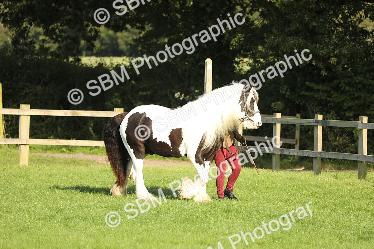 SBM_60790 - S43 - Coloured Pony In Hand