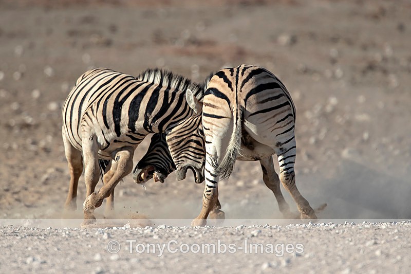 Burchills Zebra  (fighting) - Etosha National Park ~ Mammals