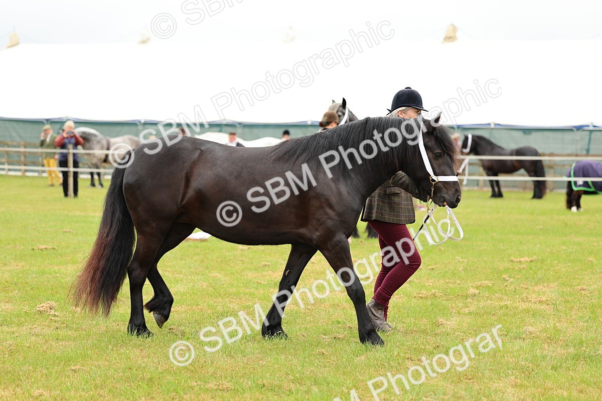 SBM_00401 - Class 58-67 - M&M Non Welsh Pony In hand