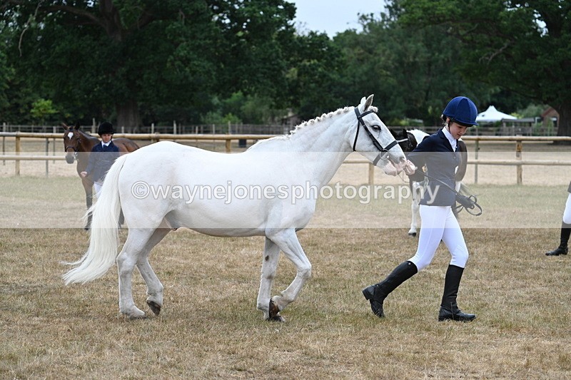 WJ7_9591 - Class 5 Most Handsome Gelding (up to 14.2hh)
