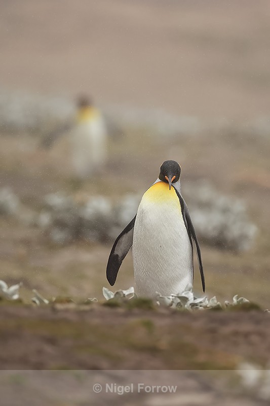 King Penguin approaches, Saunders Island, Falklands - King Penguin