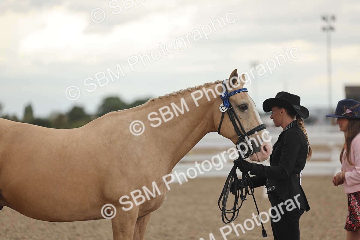 SBM_07666 - Class 26 - IH Foreign Breeds - Part Bred