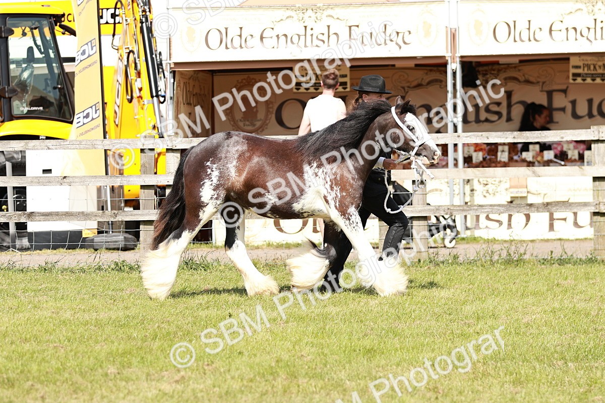 SBM_08547 - Class 63-65 - Traditional Gypsy Cobs In Hand & Ridden