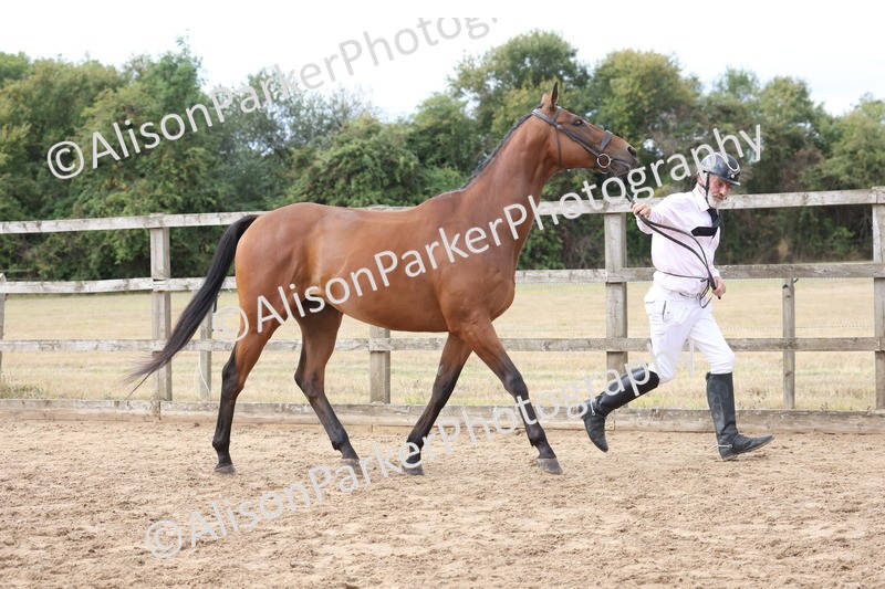 20260831-1914 - Class 5 - Retraining of Racehorses
