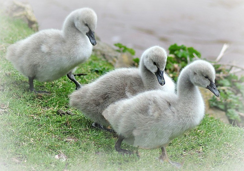 RSPO018 Postcard Three Black Swan cygnets - Dawlish Postcards