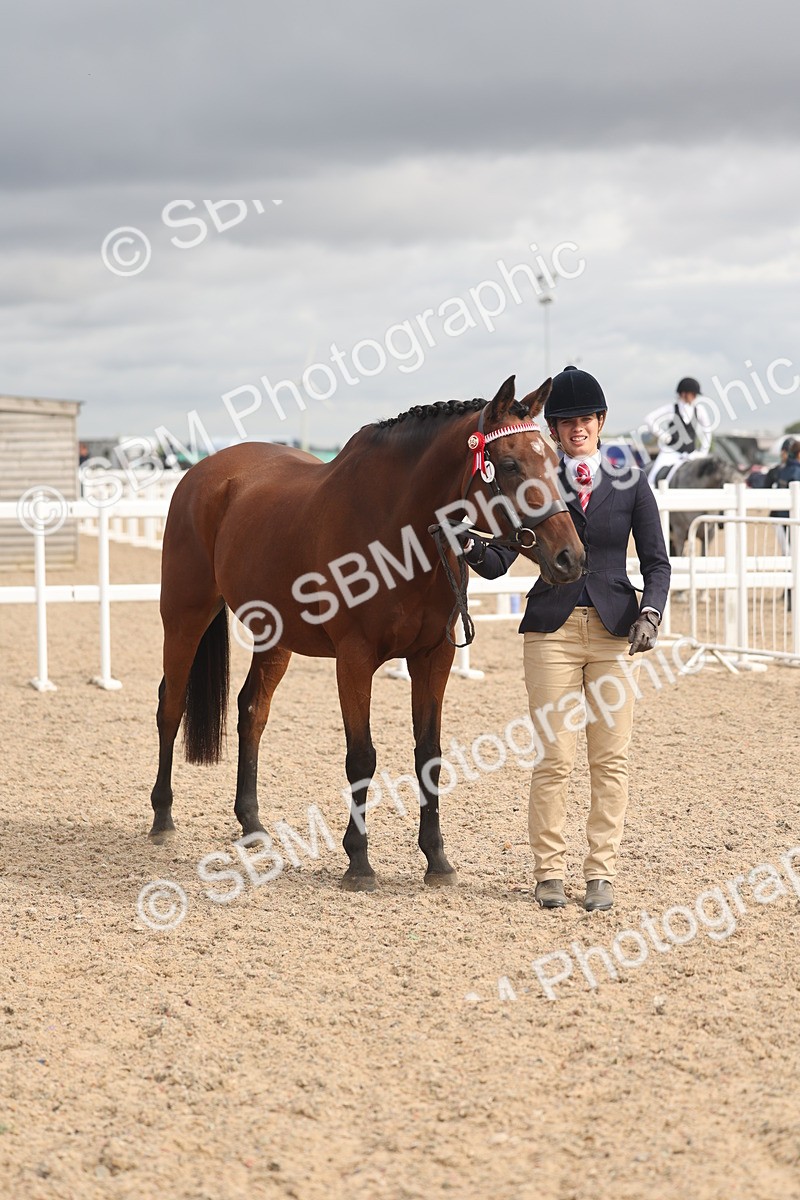 SBM_04409 - Class 18 - Handsomest Gelding (IH or Ridden)