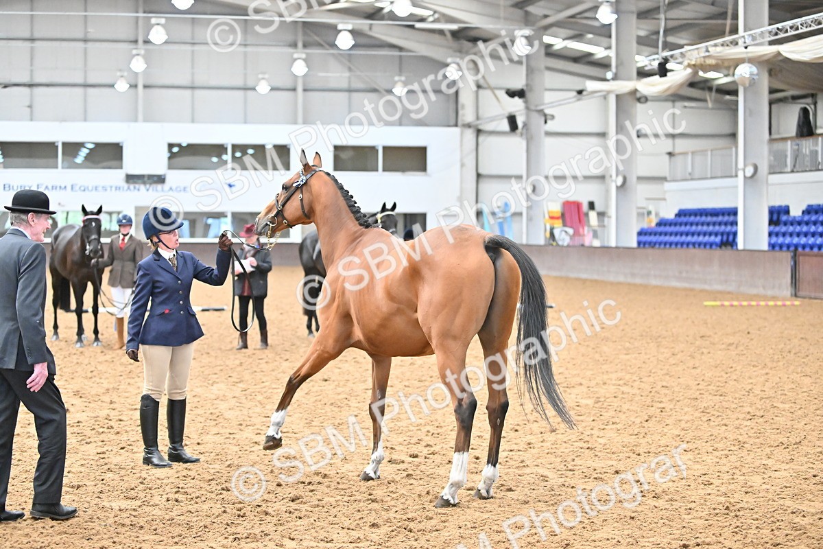 SBM_000245 - Class 7 - ROR Tattersalls In Hand
