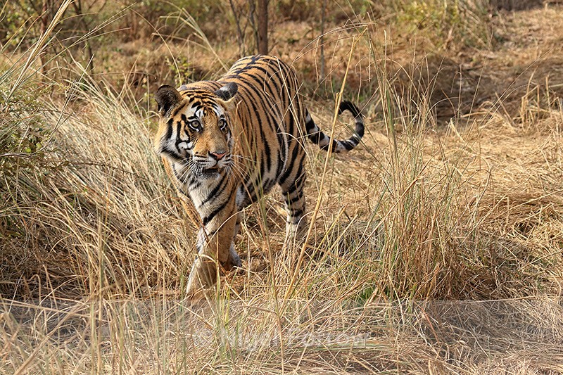 Tiger walking in long grass, Panna Reserve, Madhyra Pradesh, India - Tiger